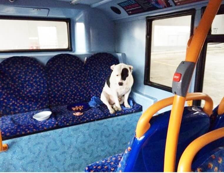 dog-abandoned-on-bus-3