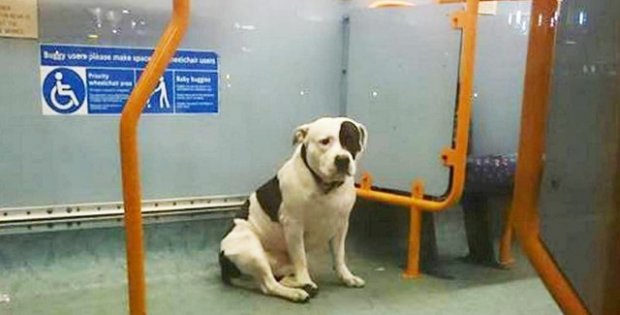 dog was abandoned on the bus
