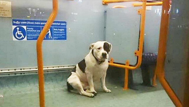dog was abandoned on the bus