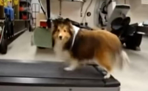 dog-cheats-exercise