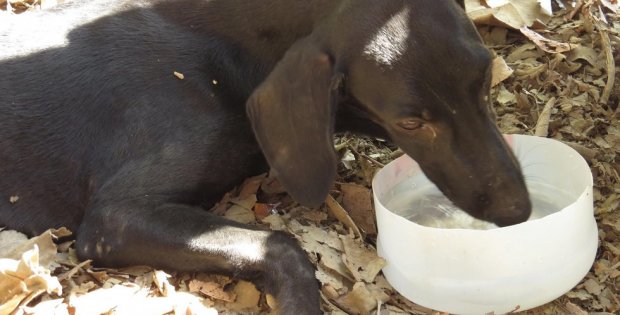 dog collapses gets rescued