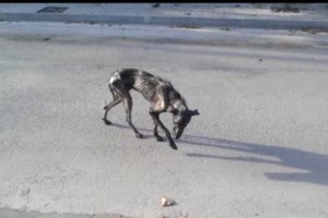 dog wasn't supposed to live