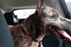 dog-sheltered-11-years