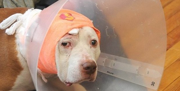 dog took bullet for owner