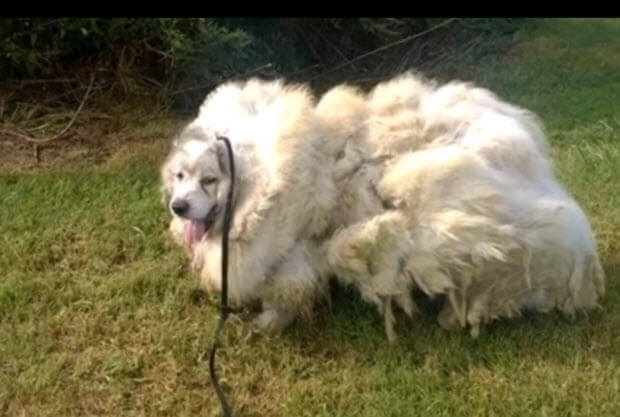 dog trapped in barn