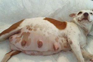 dog only used for breeding