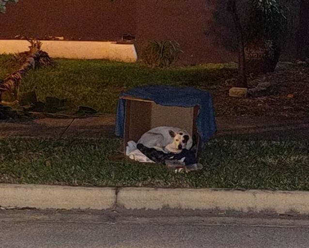 dog-waiting-his-family-2