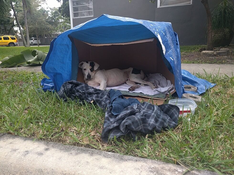 abandoned dog waiting family