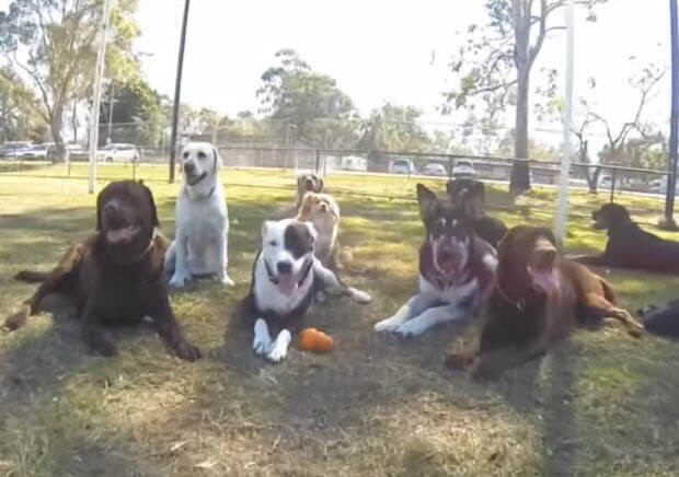 dogs-at-beach-4