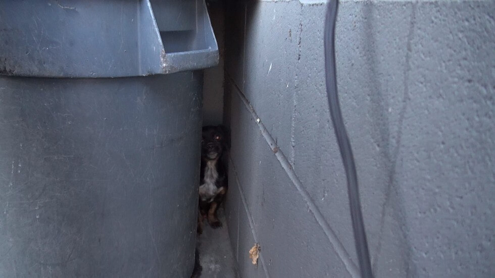 Check Out This Amazing Puppy Dumpster Rescue Story! - Dog Blab