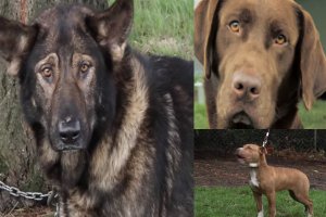 fences for fido -dogs tied to chains