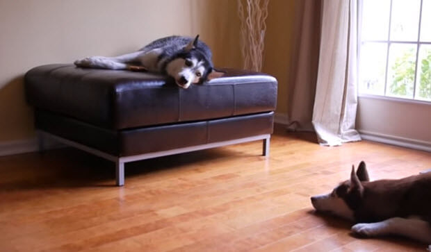 two huskies arguing