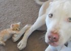 kitten attacks pit bull