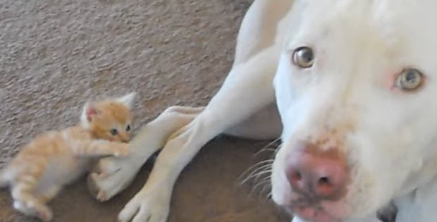 kitten attacks pit bull