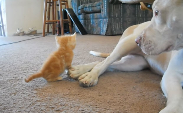 kitten attacks pit bull