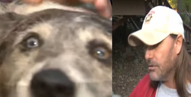 mountain lion attacked dog