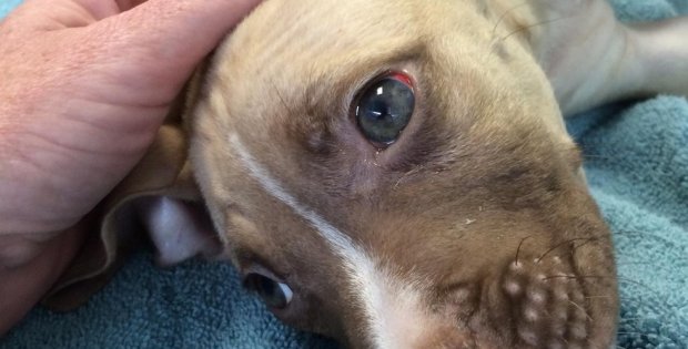 pit bull discovers abadnoned puppy