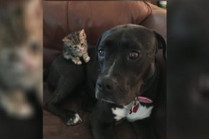 pit bull and a kitten
