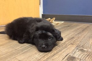 Puppy shot multiple times