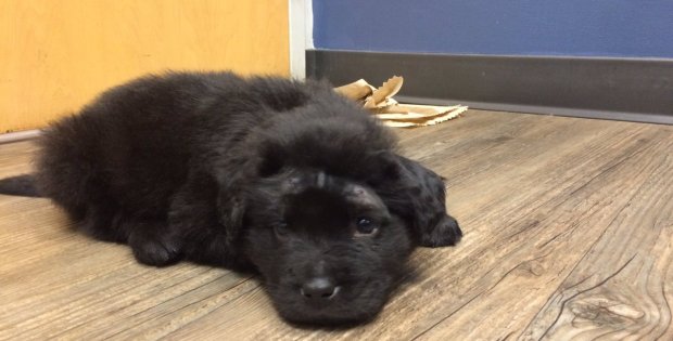 Puppy shot multiple times