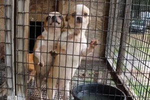 should not buy dog from pet stores