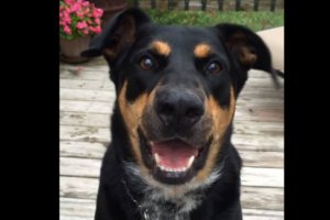 this dog can whisper