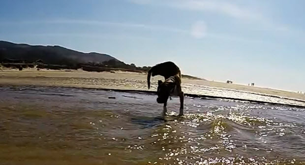two-legged-dog-beach-m