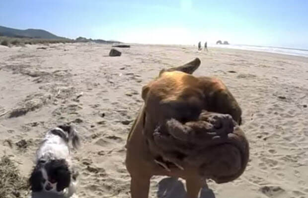 two-legged-dog-beach