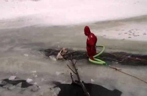 lab fell icy water