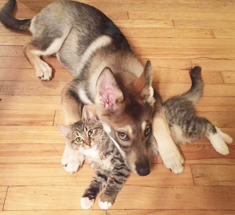 dog-cat-m