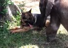 dog and elephant best friends
