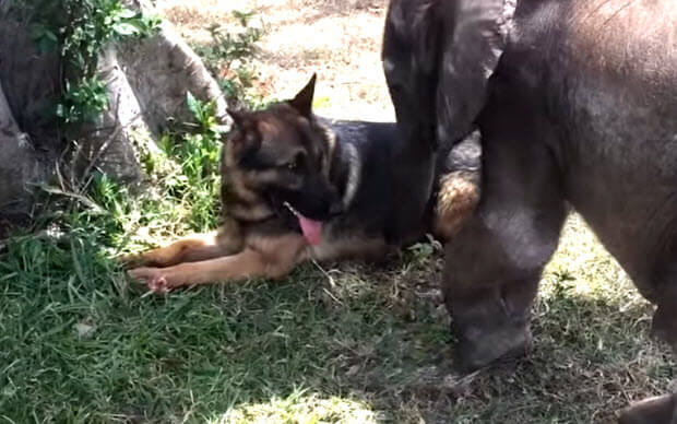 dog and elephant best friends