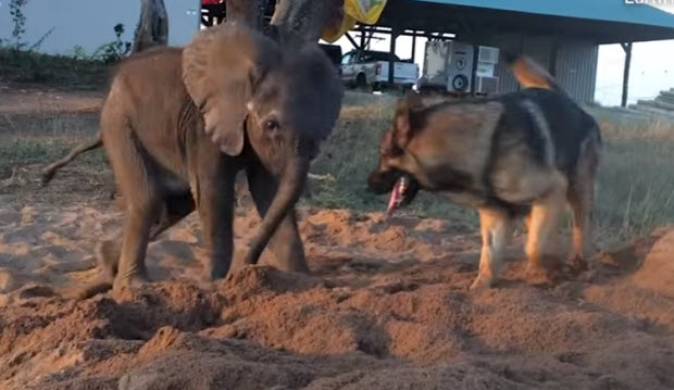 dog-elephant-friends