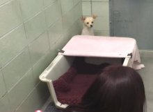 mother dog surrendered at shelter without her newborns