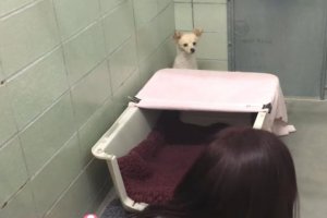 mother dog surrendered at shelter without her newborns