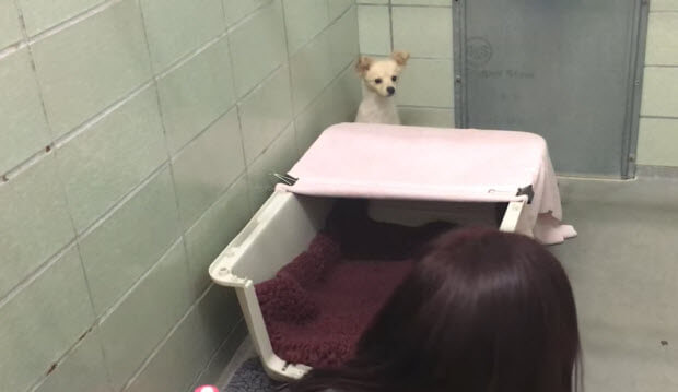 mother dog surrendered at shelter without her newborns