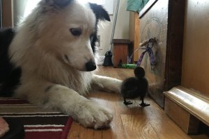 dog takes care of tiny duck