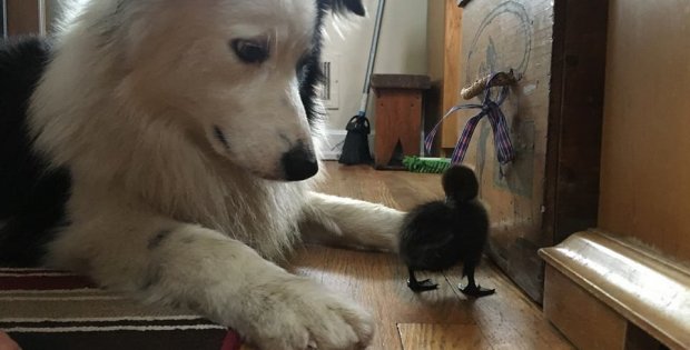 dog takes care of tiny duck
