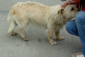 girl overcomes her fear of dogs