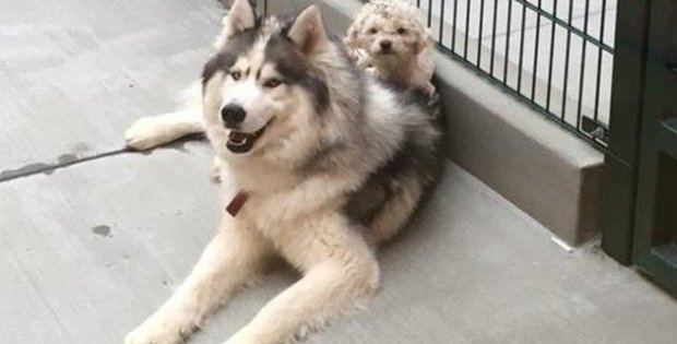 Homeless Dogs Bond For Life