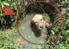 puppy stuck in septic tank