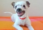 Unusual Looking Puppy