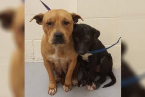 abandoned dogs
