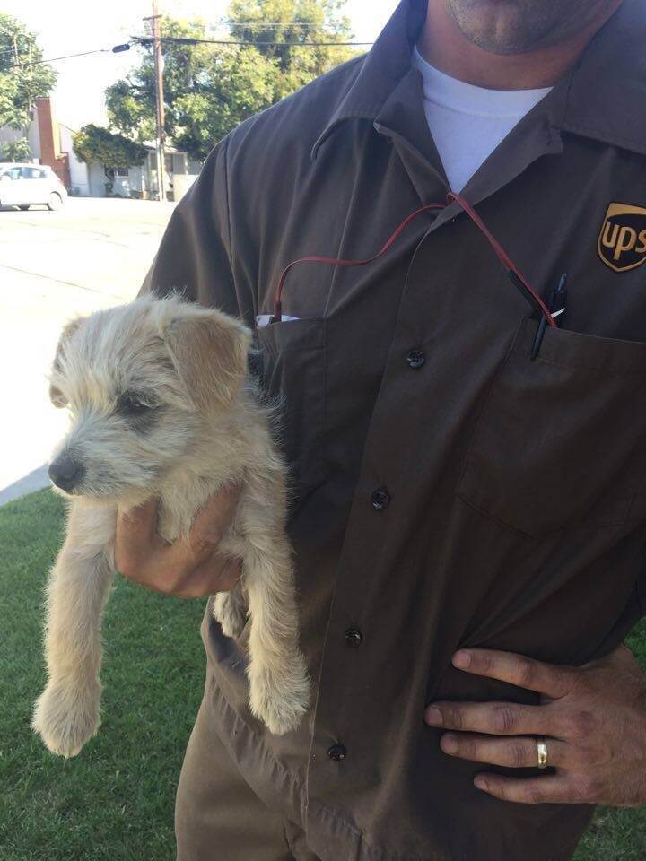 little puppy dumped