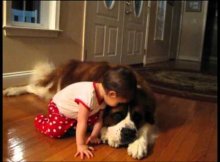 HUGE DOGS LOVE SMALL BABIES