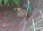 facebook post saves puppy