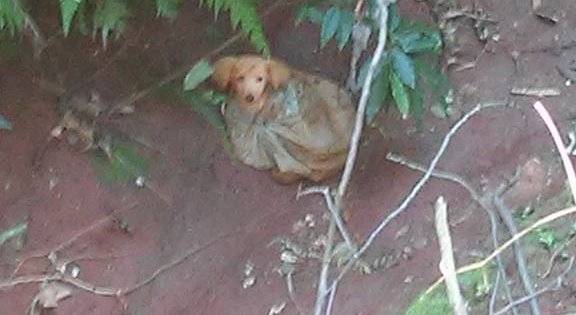 facebook post saves puppy