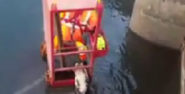 dog crane rescue