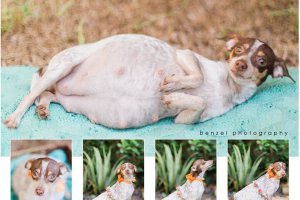 pregnant dog photos