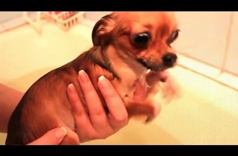 dog bath time